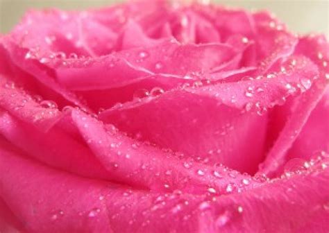 Pink Rose Delicate Petals Water Droplets Pink Love Rose HD