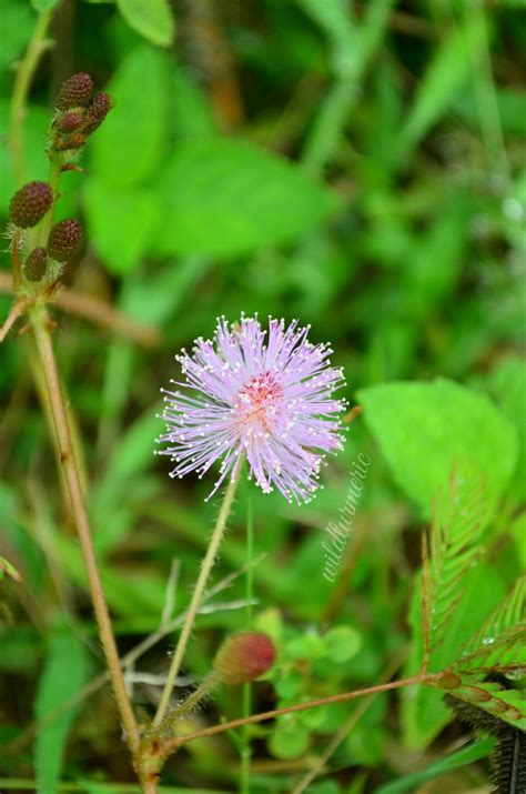 Mimosa Pudica Flower Parts | Best Flower Site