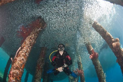 Padi Diving Courses In Aqaba Aqaba Adventure Divers
