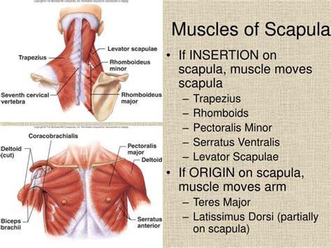 17 Muscles Of The Scapula