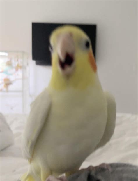 terry surprised reaction : r/cockatiel