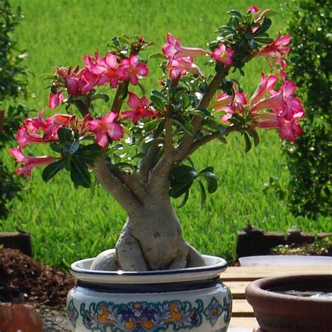 Melhor Vaso Para Rosa Do Deserto - Vaso Para Rosa do Deserto → Qual o Melhor Tipo de Vaso 2026
