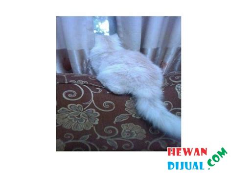 [Dijual] Kucing Persia Jantan | HewanDijual.com