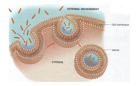 vesicles skin - pictures, photos