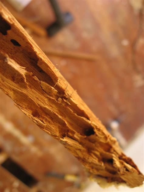 A termite damaged board removed from the floor. | Termite da… | Patrick ...
