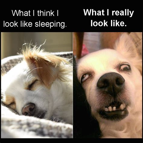 Funny Sleeping Dog Meme