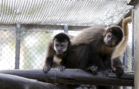 Que Nome Os Cientistas Dão Ao Rabo De Qualquer Animal - Por que humanos e chimpanzés não tem mais rabo? Cientistas descobrem ...