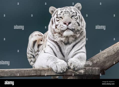 White tiger with black stripes laying on wooden deck. Close portrait ...