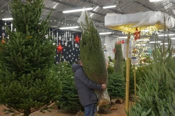 How To Choose The Perfect Christmas Tree Lyonshall Nurseries And