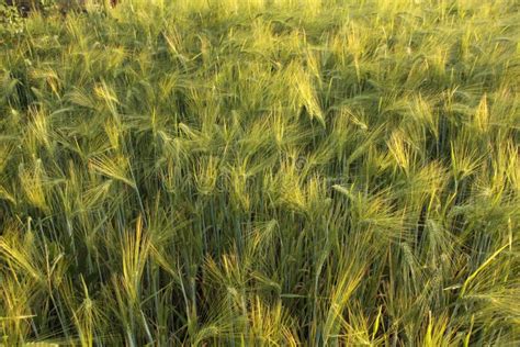 Green wheat field stock image. Image of cereal, barley - 102881321