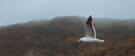 Free stock photo of bird, flying, seagull