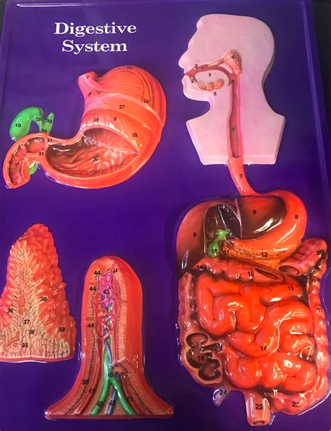 Digestive System Plaque Diagram Quizlet