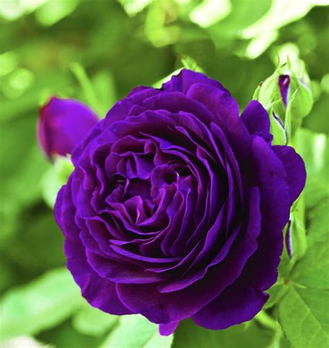 List 105 Pictures Purple Rose Pictures Free Excellent