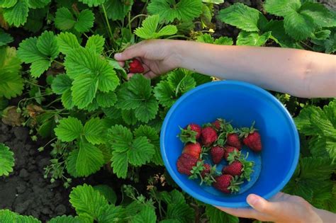 Mujer Recogiendo Fresas En Una Granja De Fresas Foto Premium