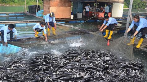 Modern Method In Raising Catfish The Booming Catfish Business In The