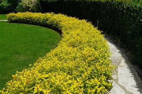 Спирея (Таволга) японская "Голден Принцесс" | Атлас × Растений