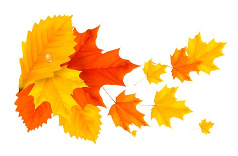 Фото Листа Пнг — Фото