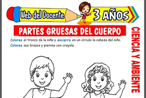 Partes Gruesas Del Cuerpo Para Ni Os De A Os Web Del Docente