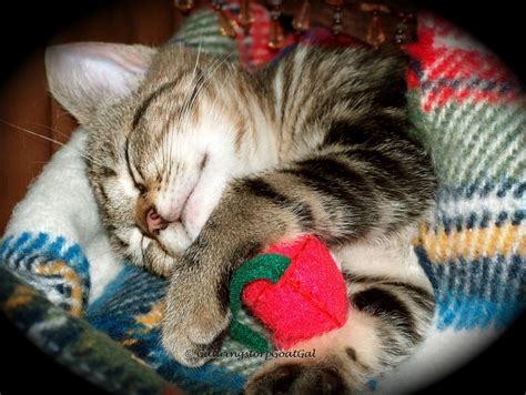 Sleepy Tasha
