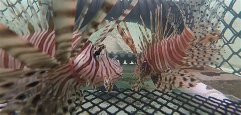 Terminator Redux Lionfish Edition Hakai Magazine
