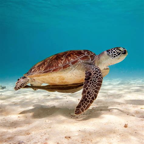 A sea turtle swims in clear water · free photo from Fonwall