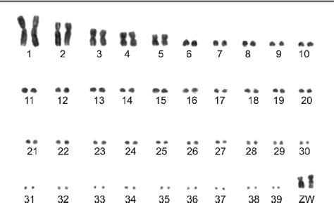 Figure From Evolution Of Bird Sex Chromosomes Narrated By Repetitive Sequences Unusual W