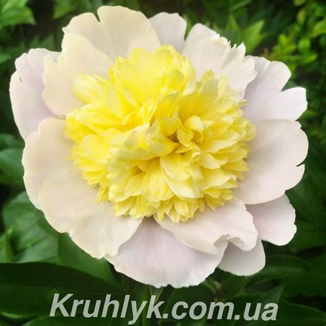 Пион В — Плідник Круглик