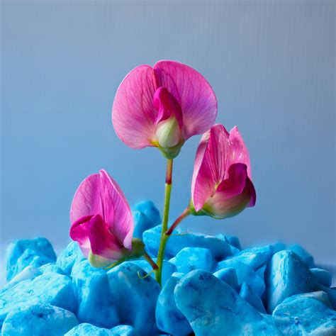 Camilla+Araujo+Pink+Pic Photos, Download The BEST Free Camilla+Araujo