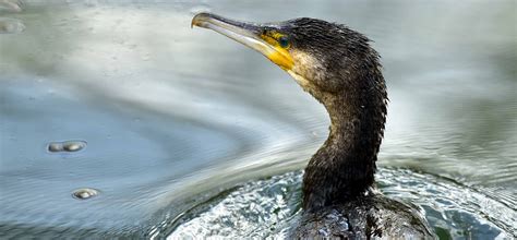 DER KORMORAN - Naturschutz Ruhr