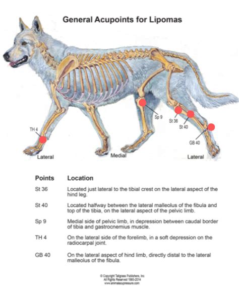 Lipomas in Dogs: An Unconventional Approach | Dr. Magda