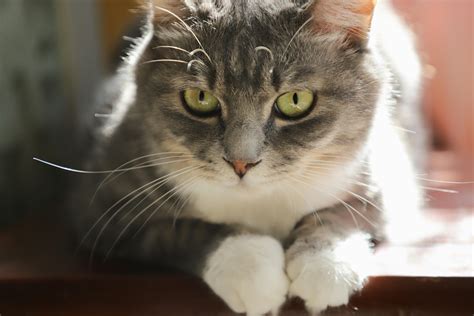 types of grey cats 1