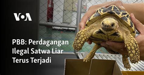 PBB Perdagangan Ilegal Satwa Liar Terus Terjadi