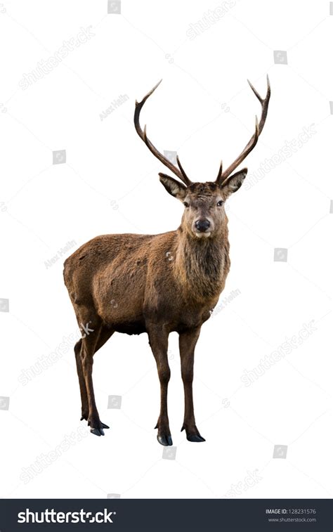 Scottish Red Deer Stag Isolated On Stock Photo 128231576 Shutterstock