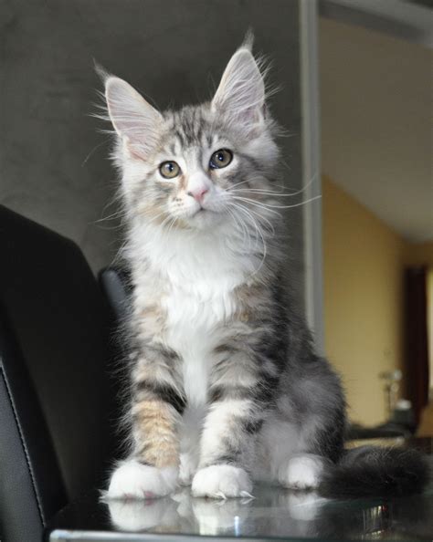 Exploring The World Of Large Cats For Adoption: A Comprehensive Guide