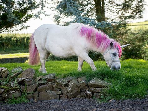 Stop Everything And Pay Attention Unicorns Are 100 Real