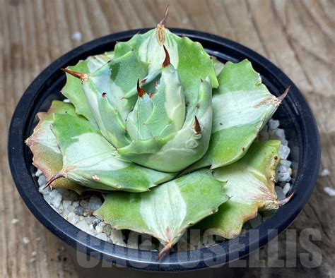 SHPR13348 Agave isthmensis Ohi Raijin Shiro Nakafu Кактус онлайн