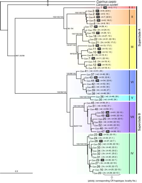 Maximum Likelihood Ml Tree Based On The Concatenated Sequences Of The