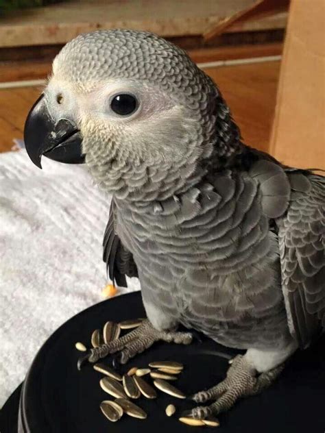 Baby African Grey ️ Parrots Parrot African Grey Parrot African Grey