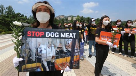 Dog meat ban: S. Korea to launch task force | CTV News