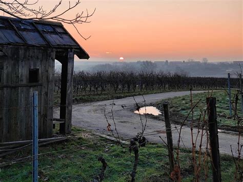 SunriseRun Bei Eisigen 4 C In Den Weinbergen Von Rheinhessen Der