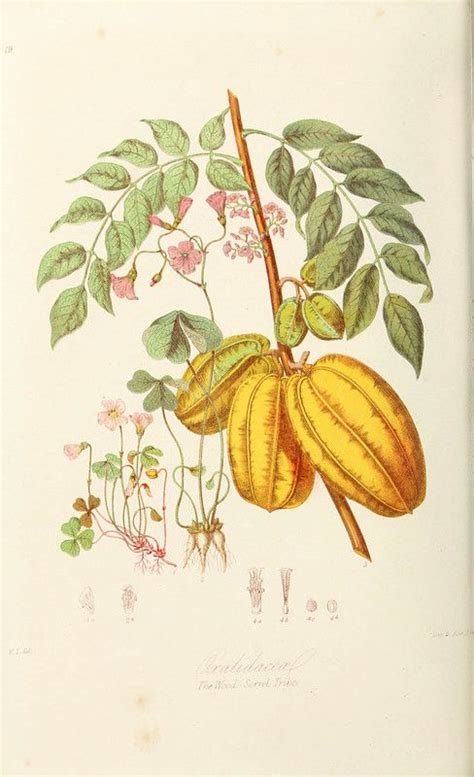 Illustrations Of Plant Orders