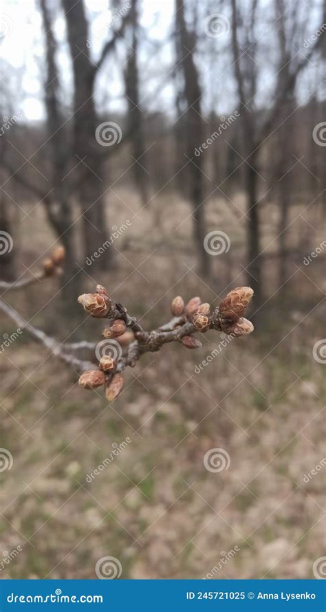Oak Buns Are Ready To Bloom In Spring Wood Wakes Up But Trees Are Still Naked And Leafless