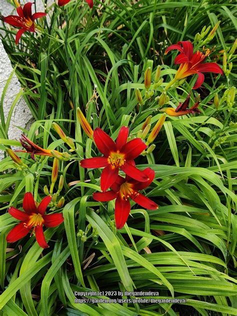 Photo Of The Entire Plant Of Daylily Hemerocallis Red Spider Mite