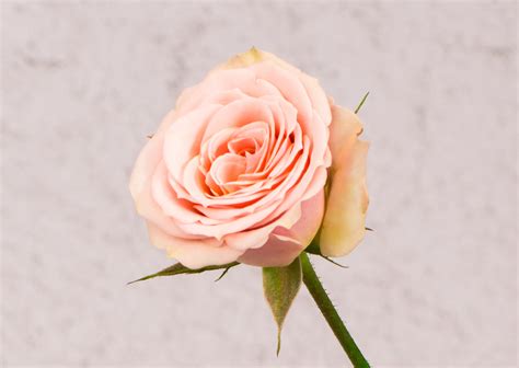 Spray Rose Ilse Light Pink Fagua Flowers