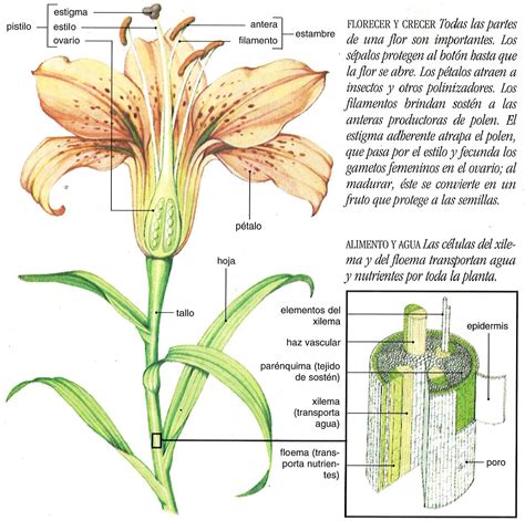 Anatomía De Una Flor Dibujos De Plantas Medicinales Partes De La