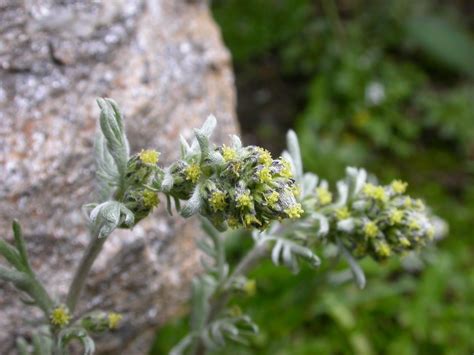 Echte Edelraute Artemisia Umbelliformis Beschreibung Steckbrief Systematik