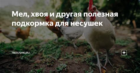 Мел, хвоя и другая полезная подкормка для несушек | NESUSHKI.RU | Дзен