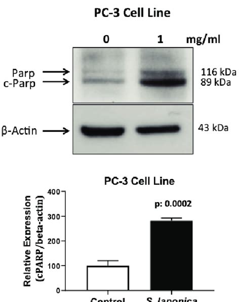 Western Blot Analysis Of Cell Death In Pc 3 Prostate Cancer Cells