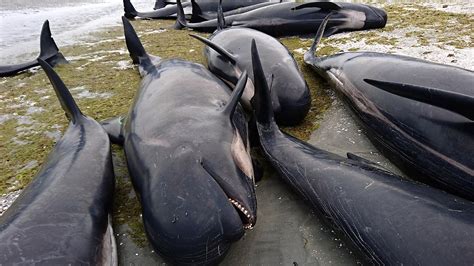 Neuseeland Hunderte Grindwale Verenden Am Strand