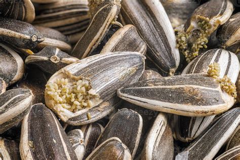 Sunflower Seeds Corrupted With Pantry Flour Moths Stock Photo